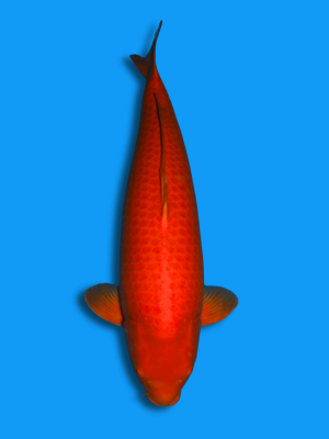 Mango Karashigoi | Koi&Co.